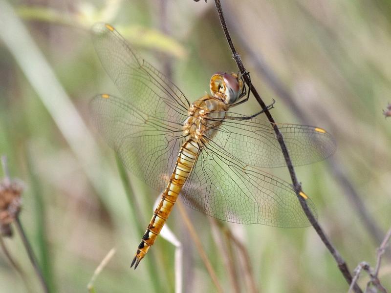 Photo of Wandering Glider