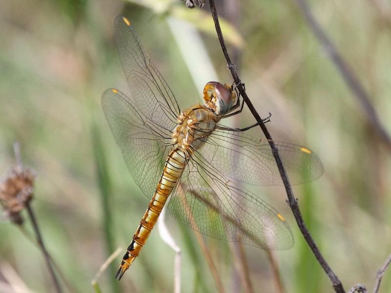 Photo of Wandering Glider