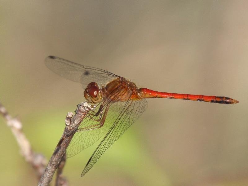 Photo of Autumn Meadowhawk