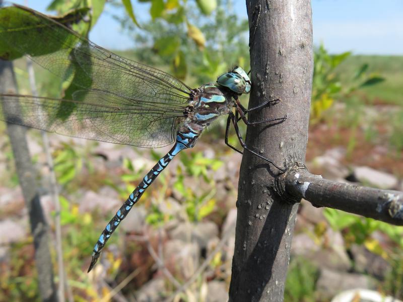 Photo of Canada Darner
