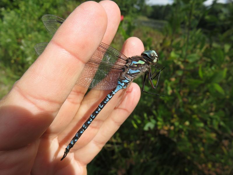 Photo of Canada Darner