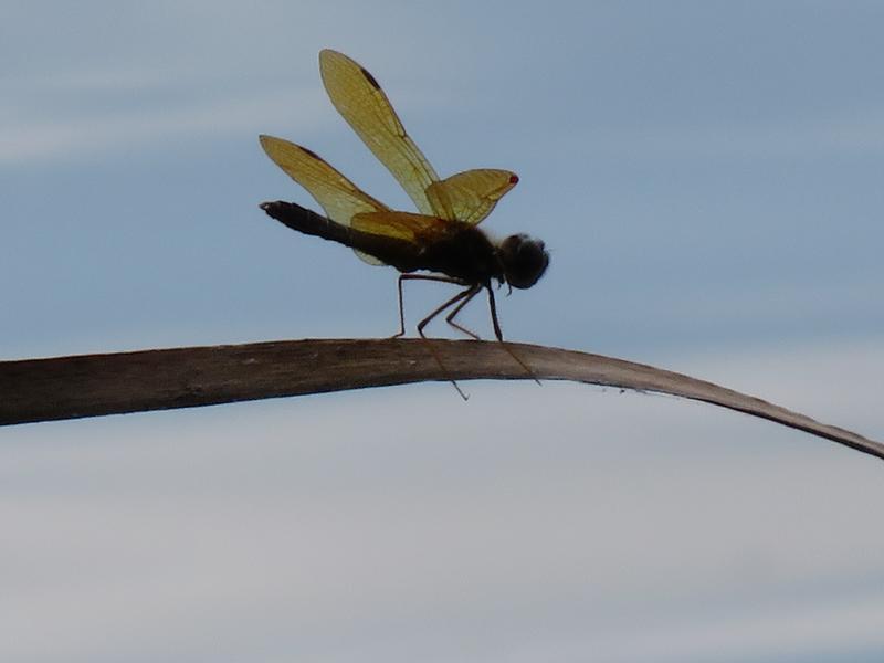 Photo of Eastern Amberwing