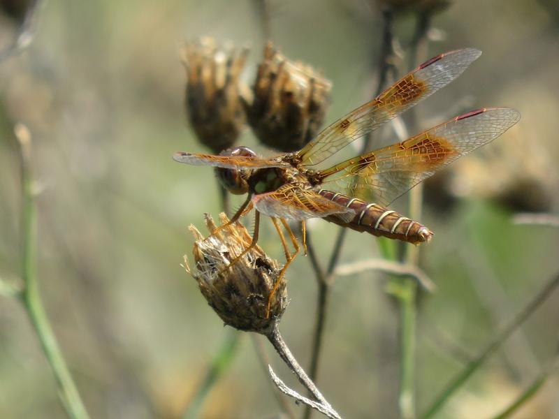 Photo of Eastern Amberwing