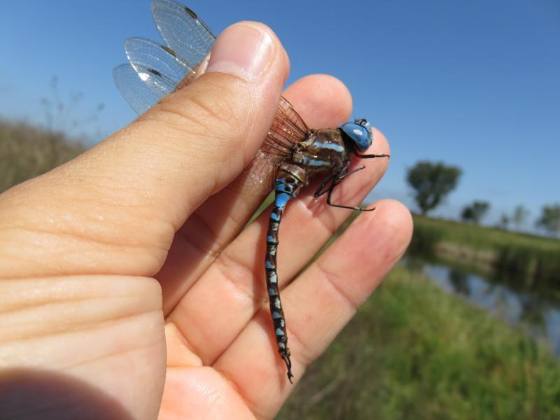 Photo of Blue-eyed Darner