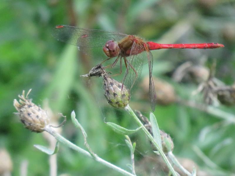 Photo of Autumn Meadowhawk