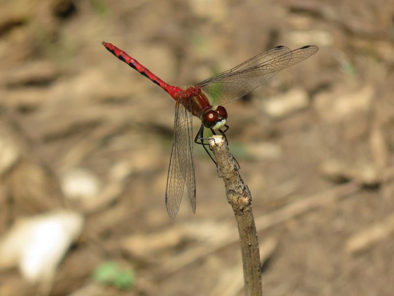 Photo of White-faced Meadowhawk