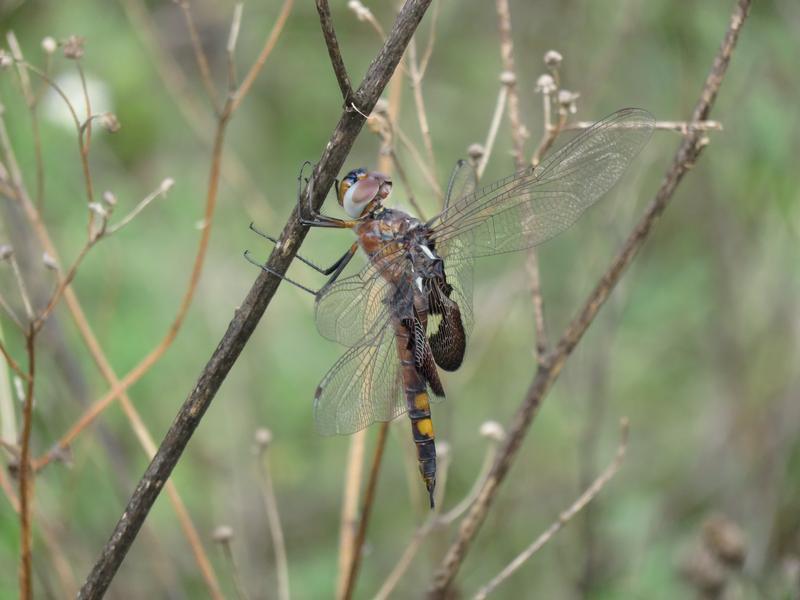 Photo of Black Saddlebags
