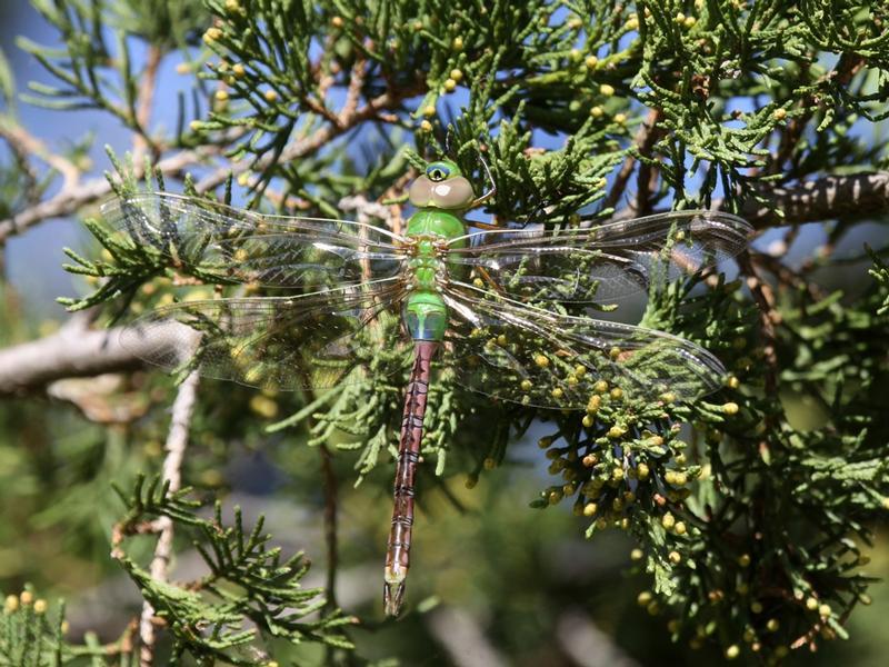 Photo of Common Green Darner
