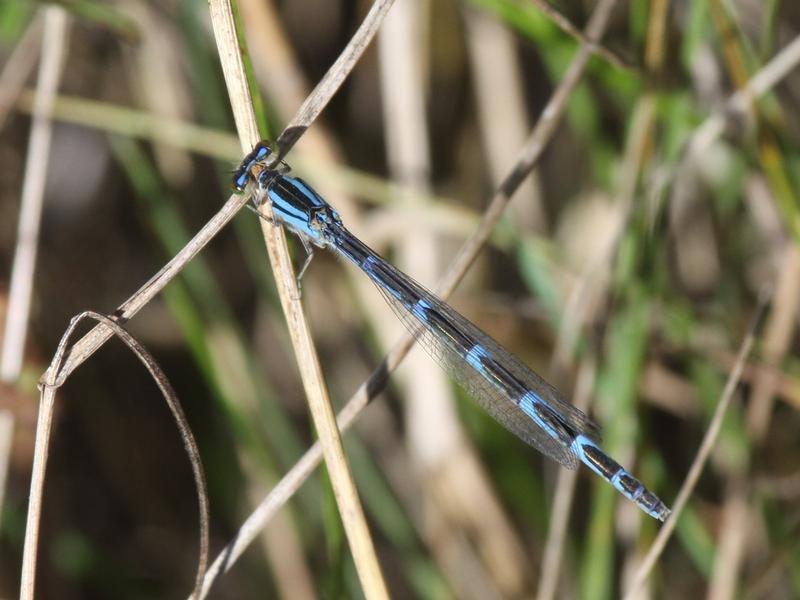 Photo of Tule Bluet