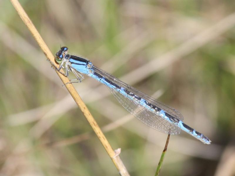 Photo of Tule Bluet