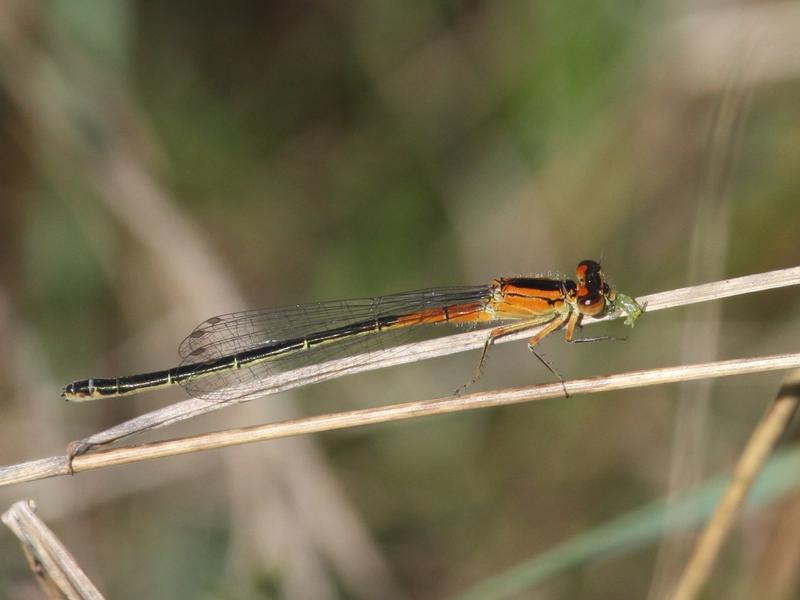 Photo of Eastern Forktail
