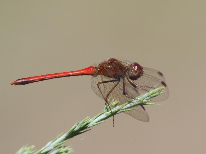 Photo of Autumn Meadowhawk