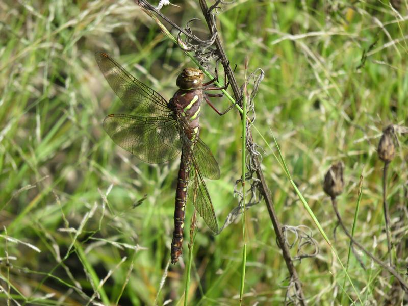 Photo of Shadow Darner