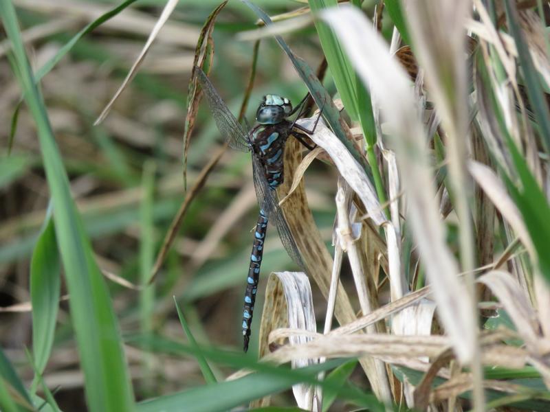 Photo of Canada Darner