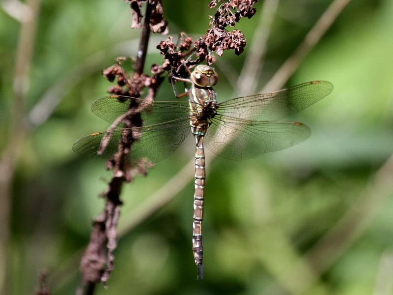 Photo of Shadow Darner