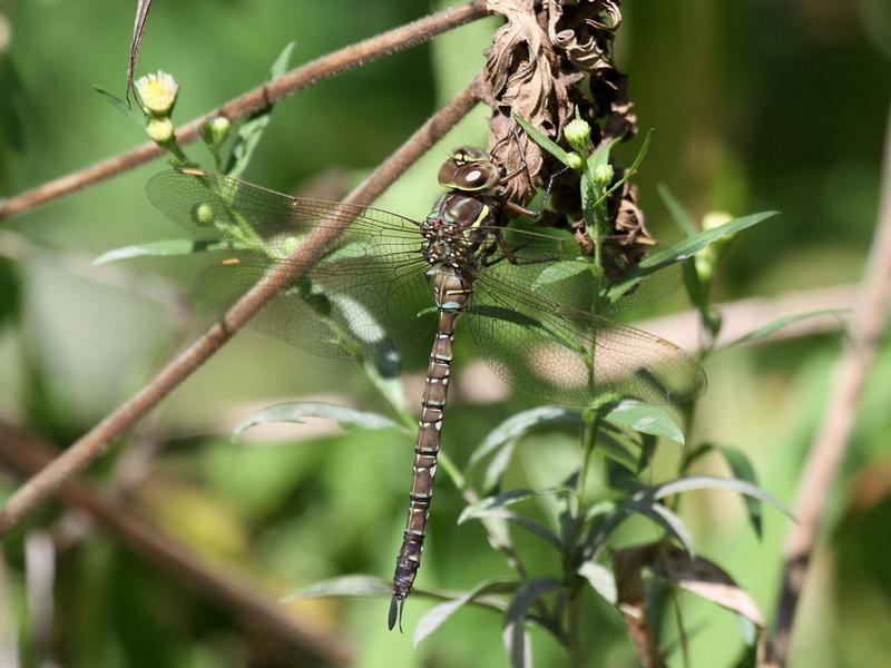 Photo of Shadow Darner