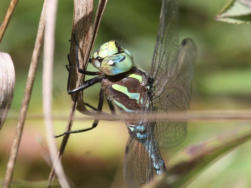 Photo of Lance-tipped Darner