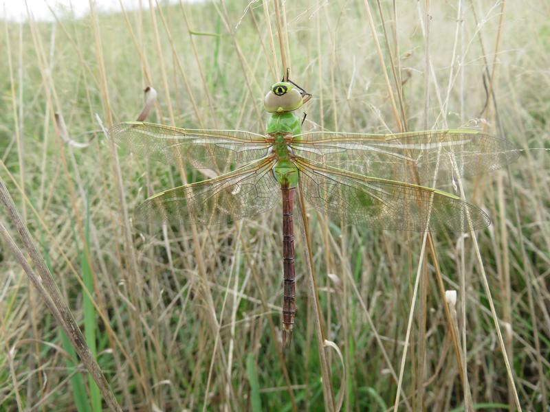 Photo of Common Green Darner
