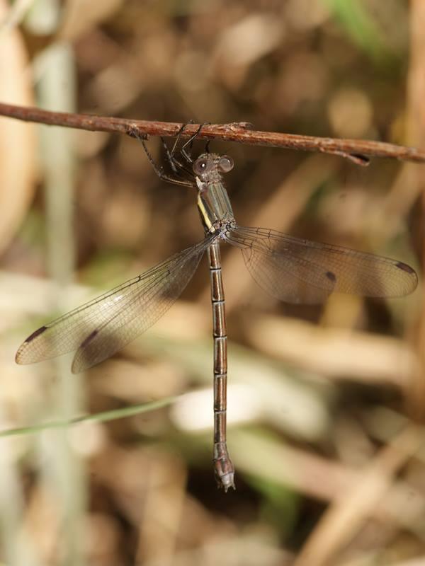 Photo of Great Spreadwing