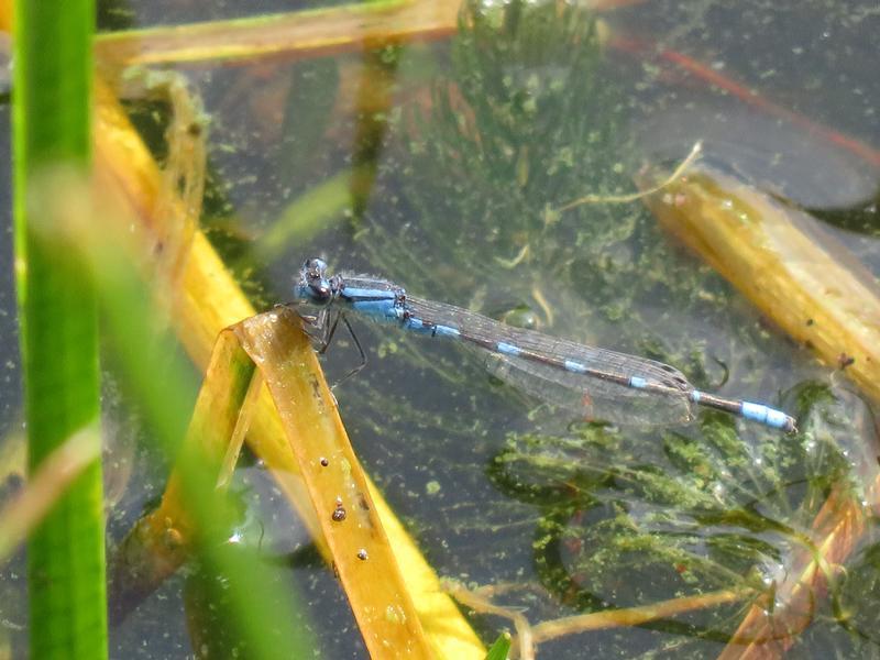 Photo of Tule Bluet