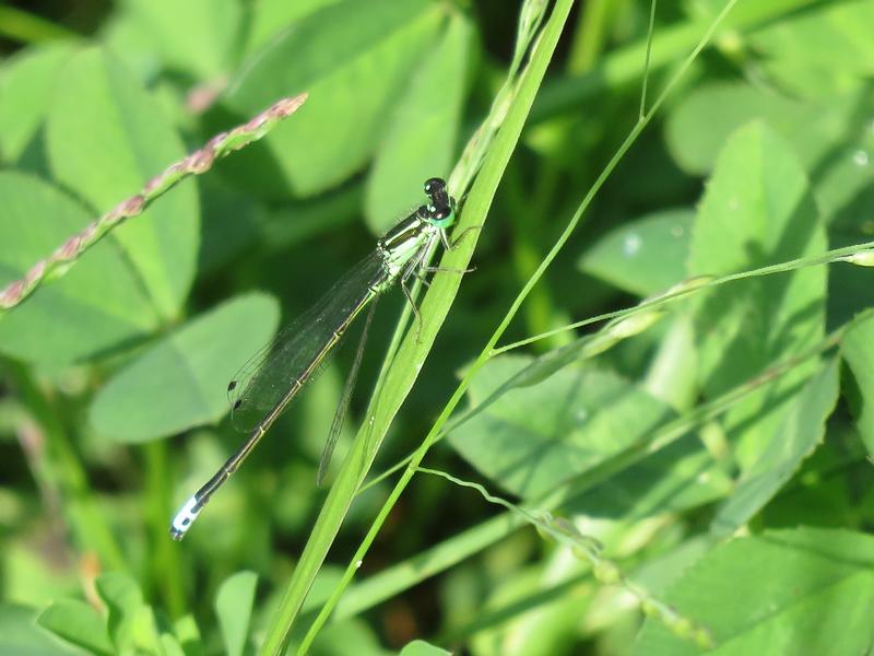 Photo of Eastern Forktail