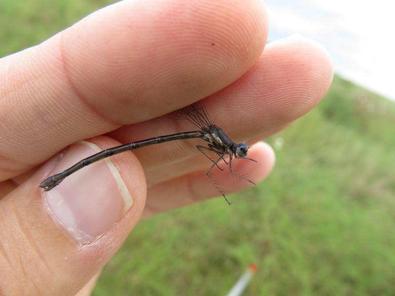Photo of Spotted Spreadwing