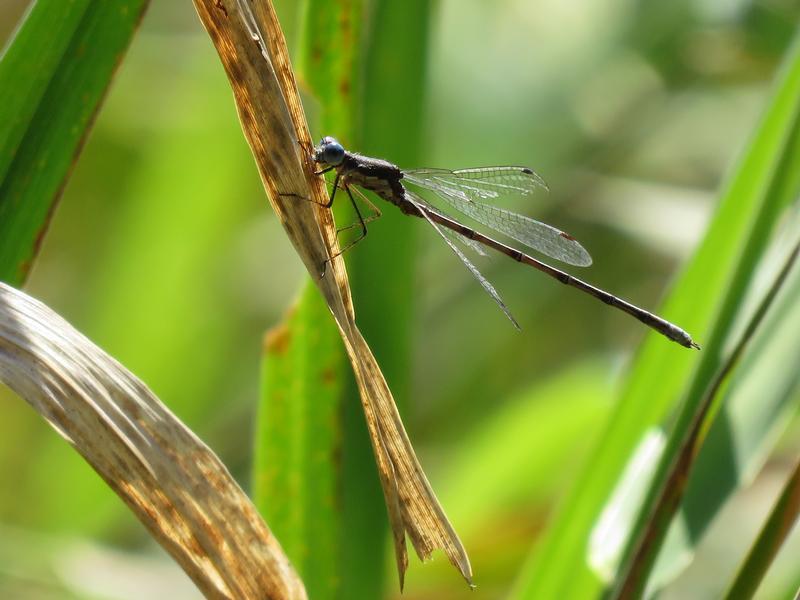 Photo of Spotted Spreadwing