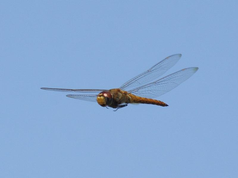 Photo of Wandering Glider