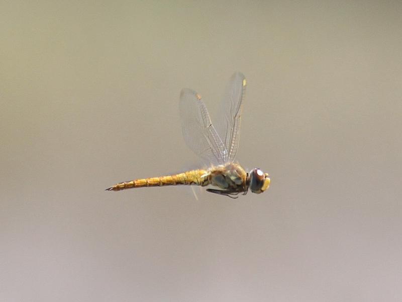 Photo of Wandering Glider