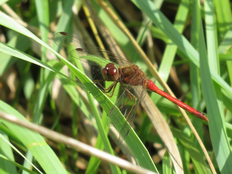 Photo of Autumn Meadowhawk