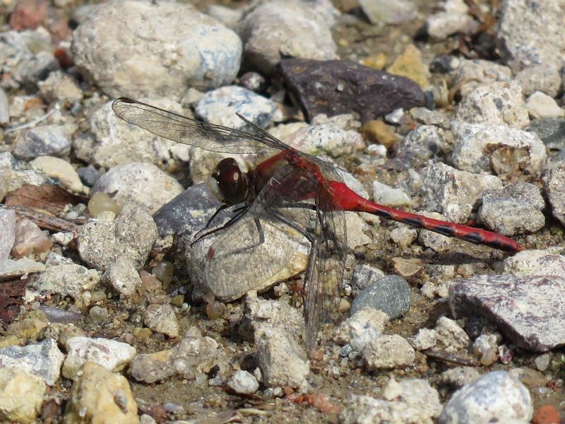 Photo of White-faced Meadowhawk