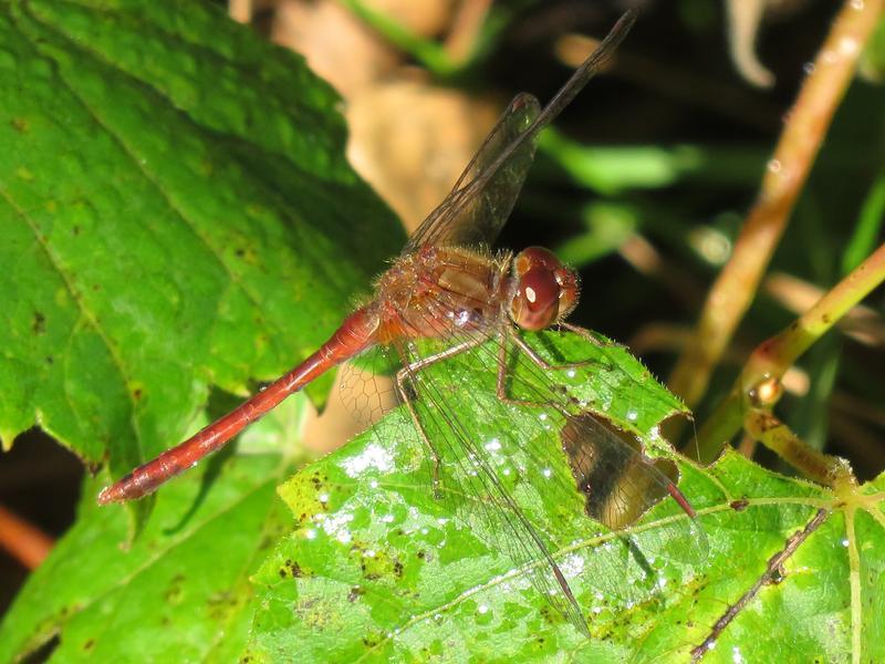 Photo of Autumn Meadowhawk