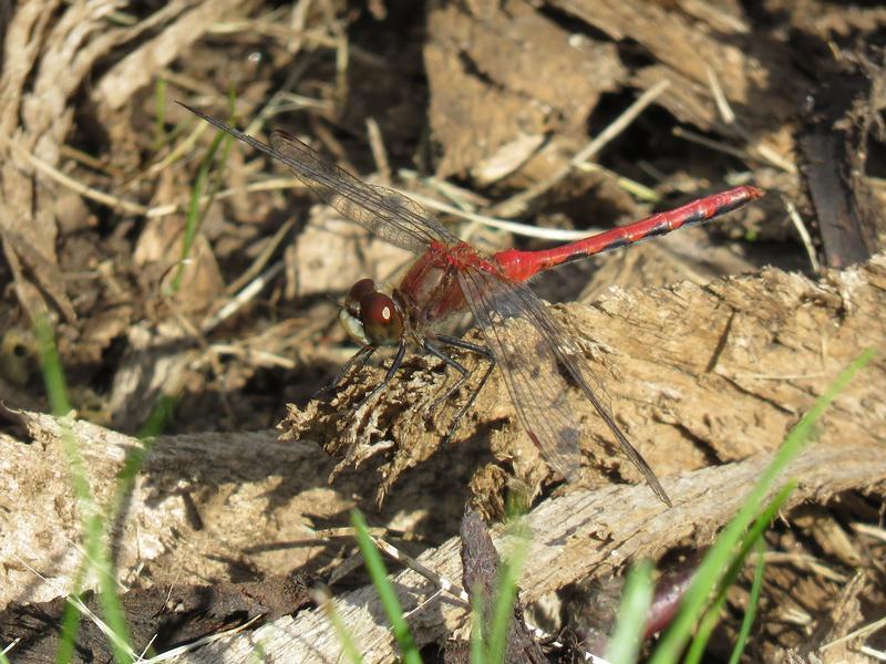 Photo of White-faced Meadowhawk