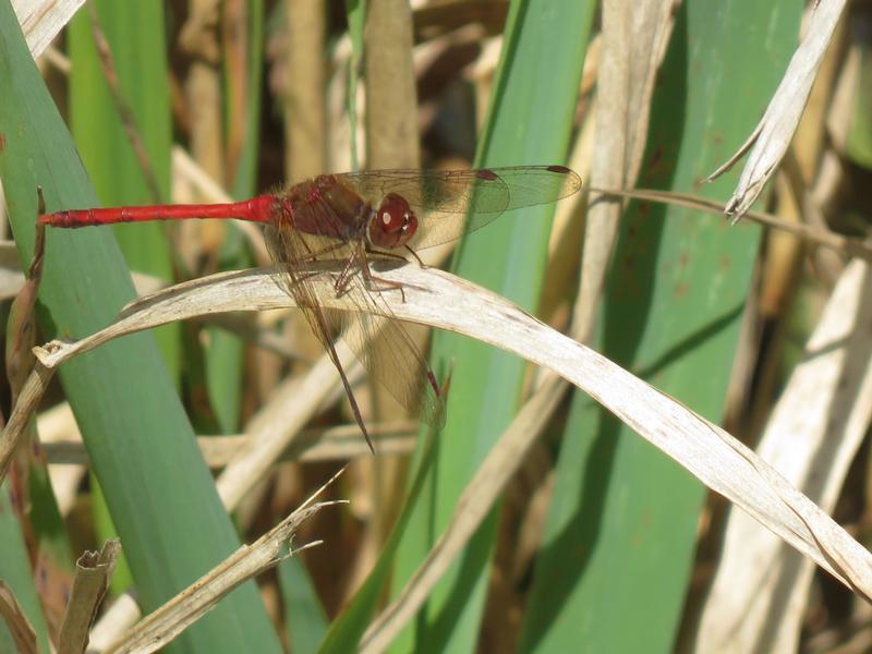 Photo of Autumn Meadowhawk