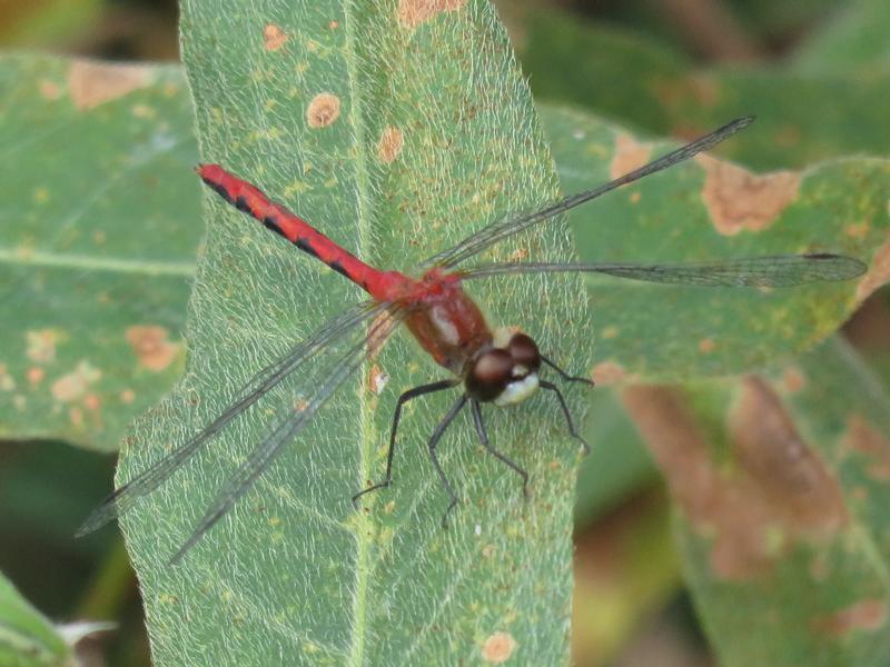 Photo of White-faced Meadowhawk