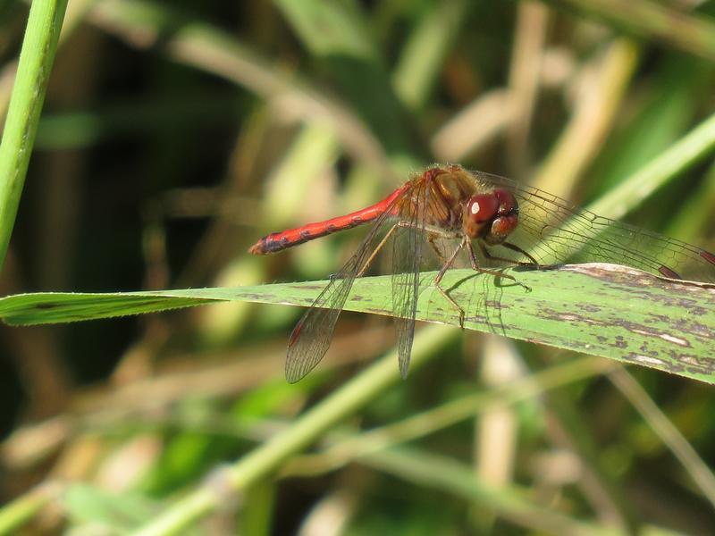 Photo of Autumn Meadowhawk