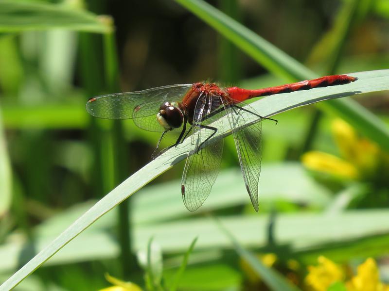 Photo of White-faced Meadowhawk