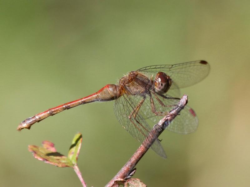 Photo of Autumn Meadowhawk