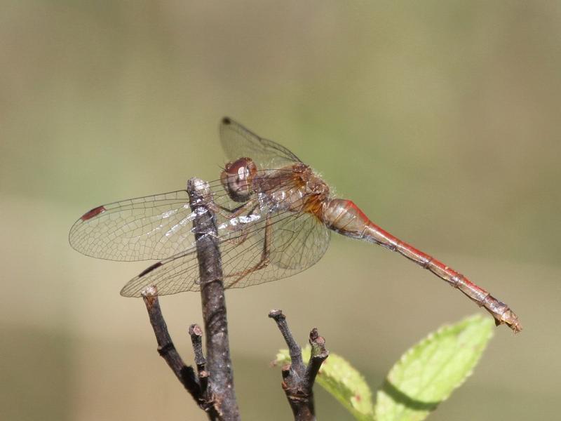 Photo of Autumn Meadowhawk
