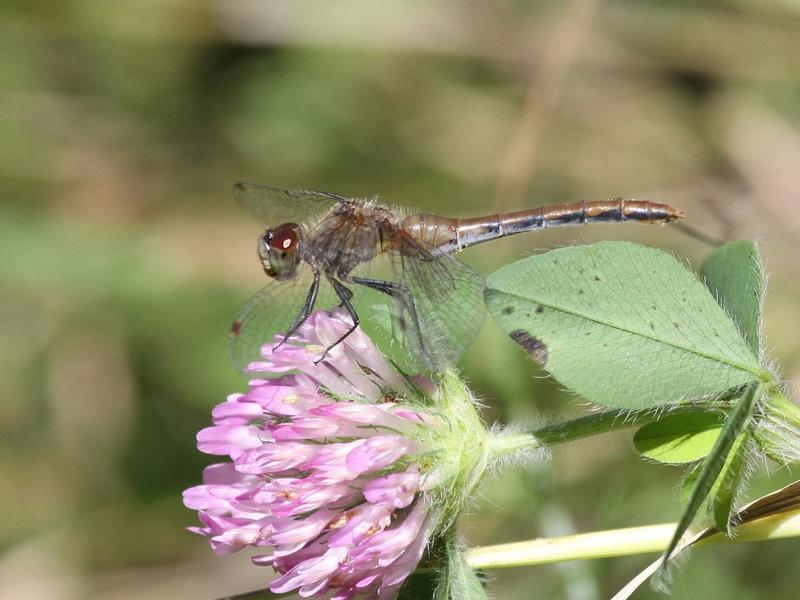 Photo of White-faced Meadowhawk