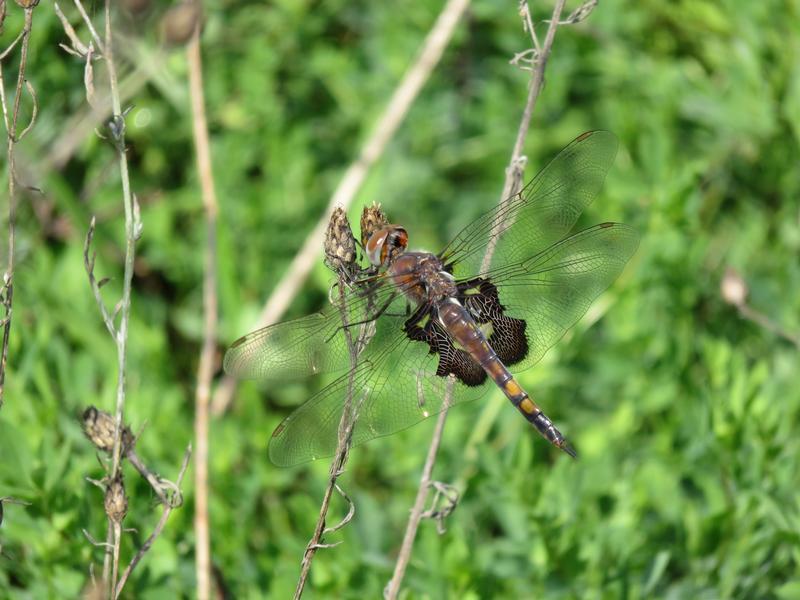 Photo of Black Saddlebags