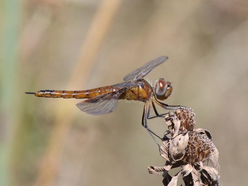 Photo of Red Saddlebags