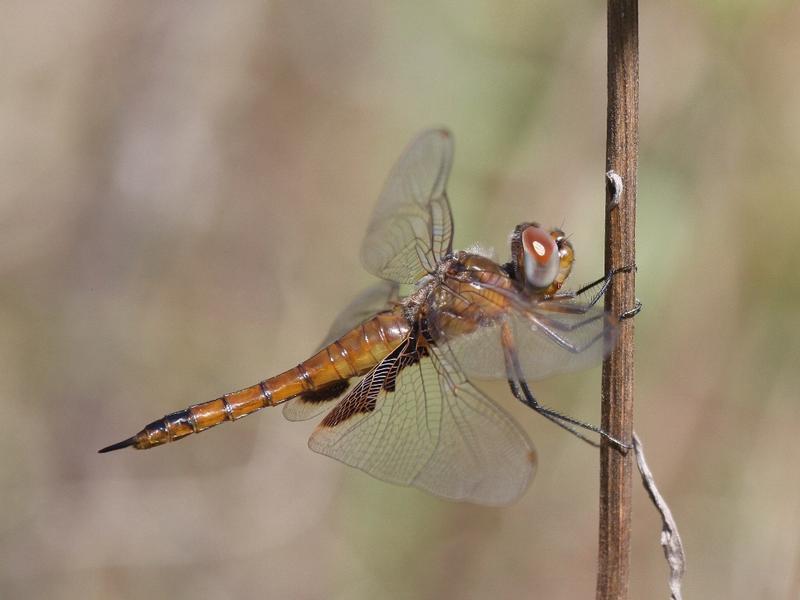 Photo of Red Saddlebags