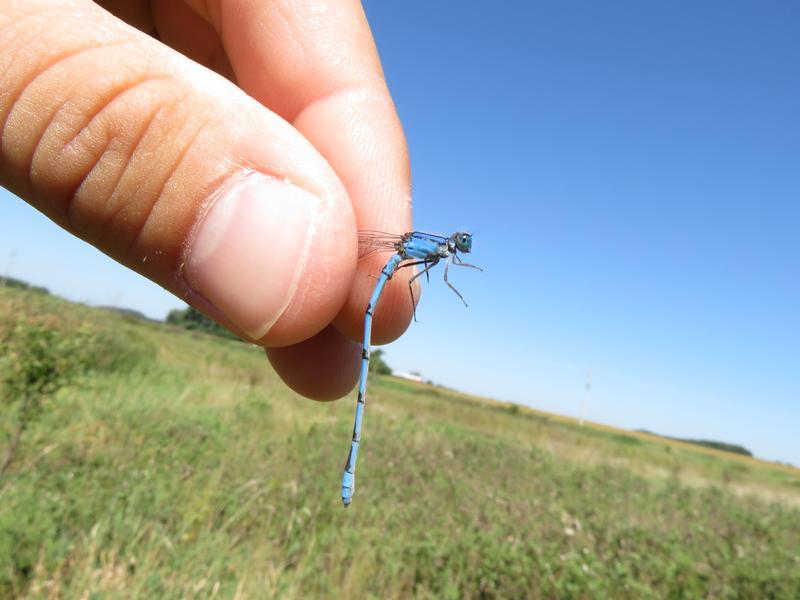 Photo of Familiar Bluet