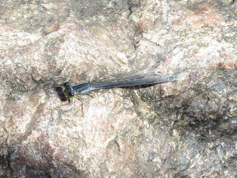 Photo of Eastern Forktail