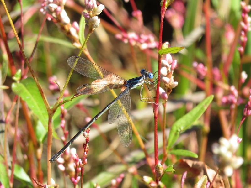 Photo of Slender Spreadwing