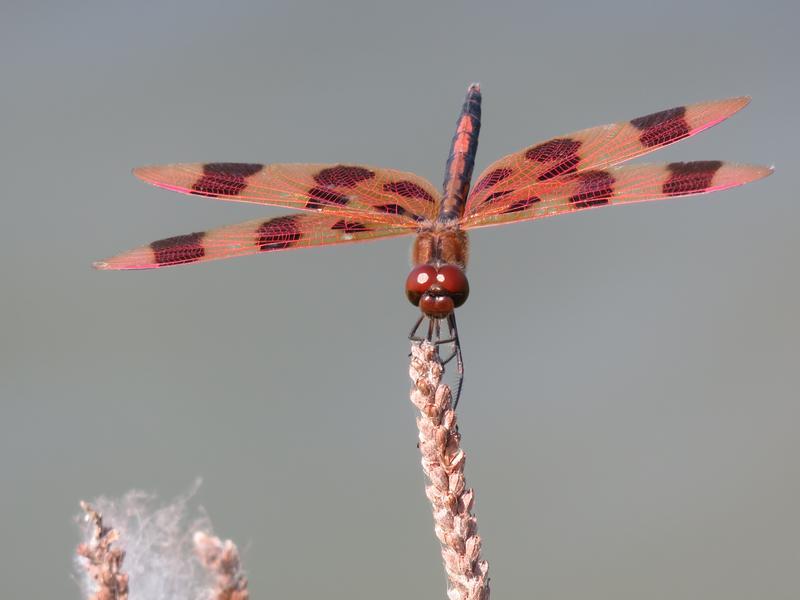 Photo of Halloween Pennant