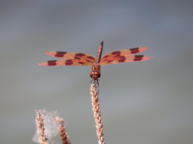 Photo of Halloween Pennant