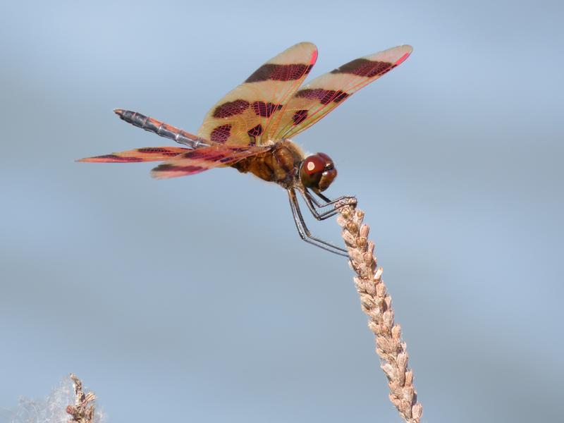 Photo of Halloween Pennant
