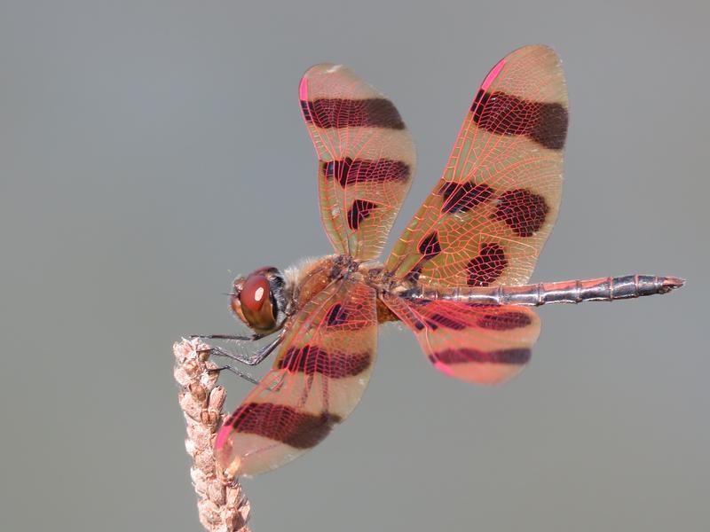 Photo of Halloween Pennant